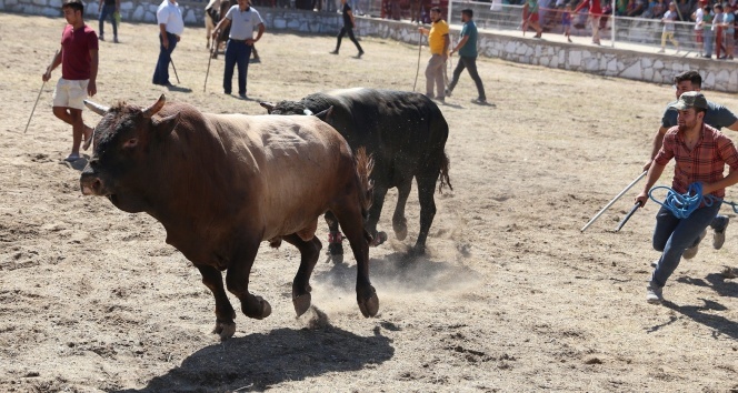 Hızını alamayan boğalar, güreşleri izleyen vatandaşların arasına daldı