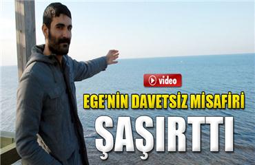 Didim açıklarında fok balığına rastlanıldı