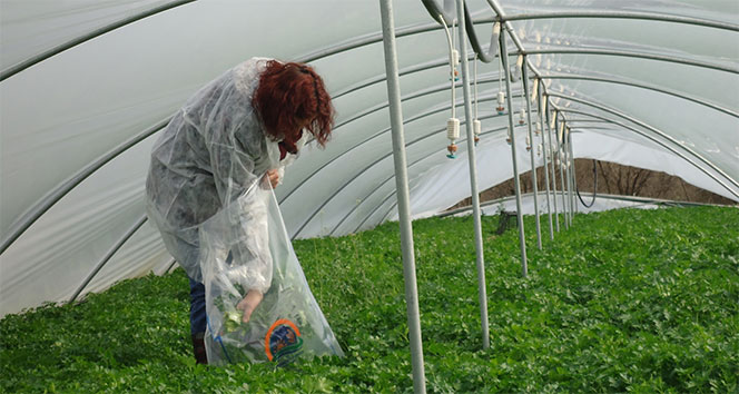 Pestisit nedir? Pestisitin insan sağlığına zararları nelerdir?