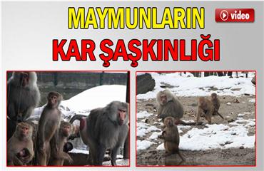 Maymunların kar şaşkınlığı