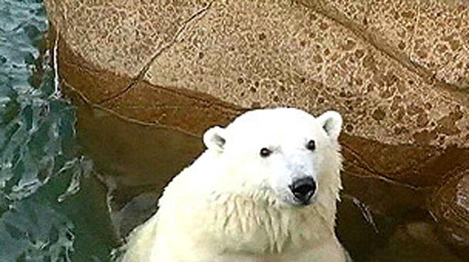 Zebra virüsü kutup ayısını öldürdü