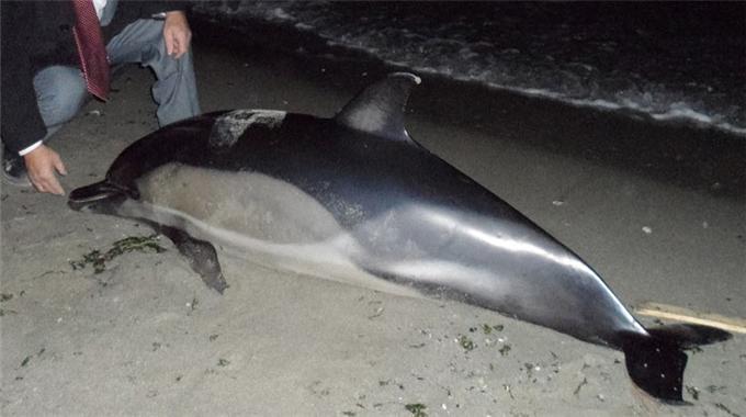 Boğaz’ın haylazlarından biri daha öldü