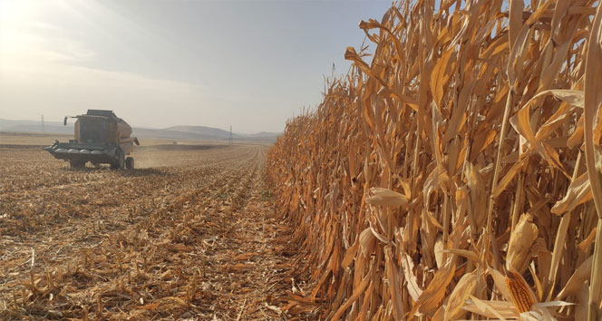 Mardin’de mısır hasadına başlandı