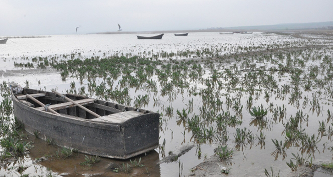 Manyas Kuş Cenneti için tehlike çanları çalıyor