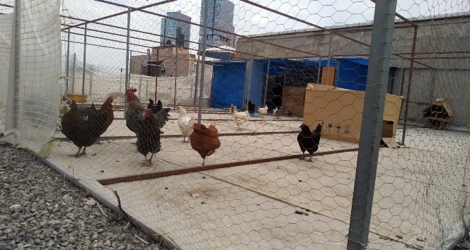 (Özel) Maltepe’de kaybolan tavus kuşları için seferber oldular