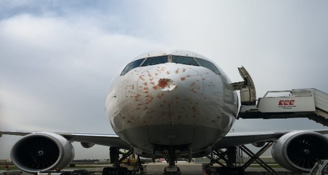 Kuş sürüsüne giren THY’nin kargo uçağı geri döndü