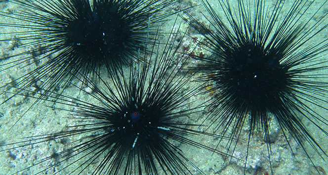 Uzmanından zehirli deniz kestanesi uyarısı