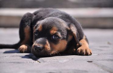 Bin 727 sokak hayvanı sıcak yuvaya kavuştu