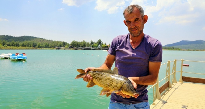 Sazanların boyu 50 santimetreye ulaştı