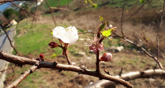 Havaların güzelliğine aldanan erik ağaçları çiçek açtı