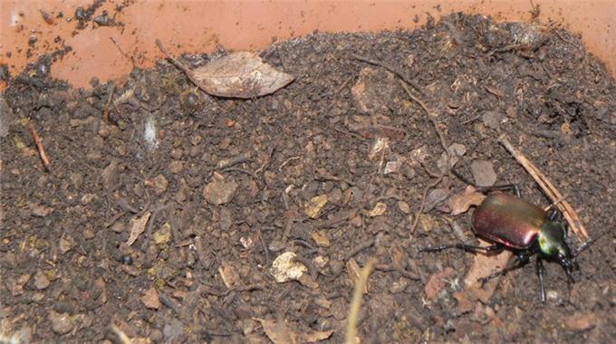 Terminatör Böcekler doğaya bırakılıyor