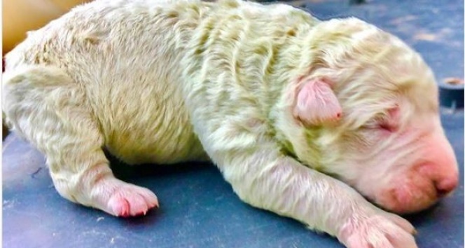 İtalya’da bir köpek 5 yavrusundan birini yeşil doğurdu