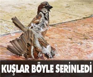 Kuşlar böyle serinledi