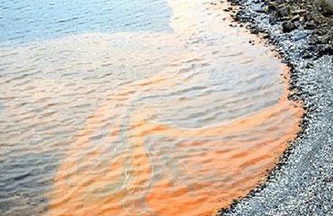 Aşırı üreyen canlılar, denizin rengini değiştirdi