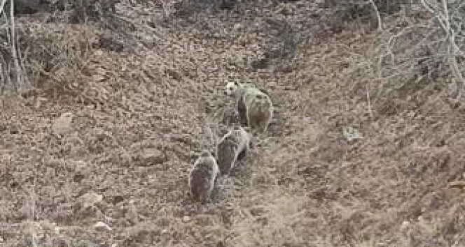 Kar yağmayınca onları da uyku tutmadı, anne ve 2 yavru boz ayı görüntülendi