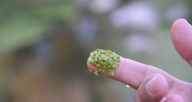 En küçük bitki ‘temizlik hastası’ çıktı