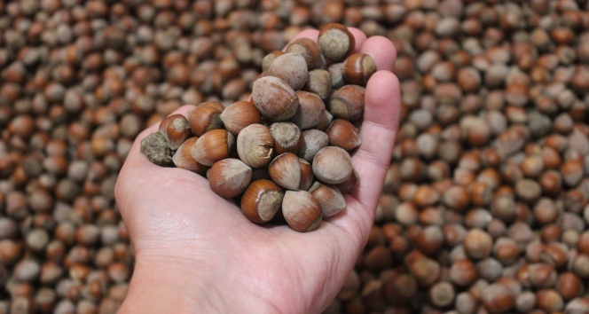 Türkiye son 11 yılda fındıktan 21 milyar dolar gelir elde etti