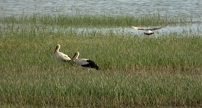 Sıhke Gölü’nün yeni misafirleri ‘leylekler’
