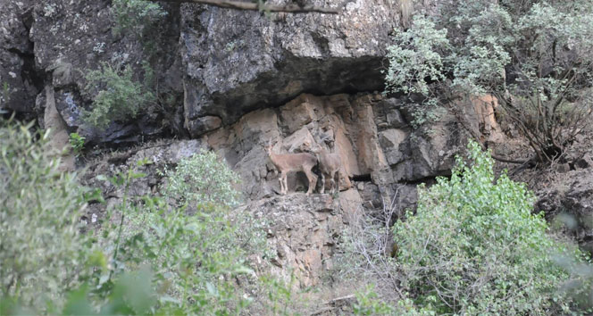 Yaban dağ keçileri bu defa şehrin yakınlarında görüntülendi