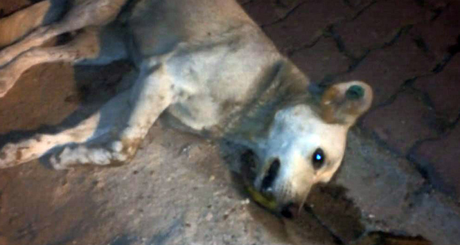 Çatalca’da 18 sokak hayvanının zehirlenerek öldürüldüğü iddiası