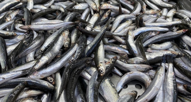 Düzce’de hamsi fiyatları 20 liraya kadar geriledi