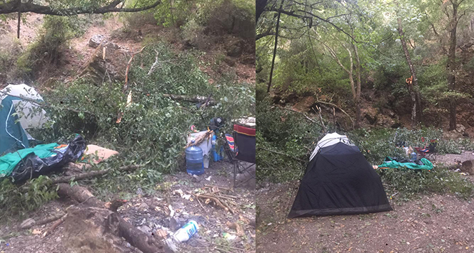 Kampçıların üzerine ağaç devrildi: 1’i ağır 4 yaralı