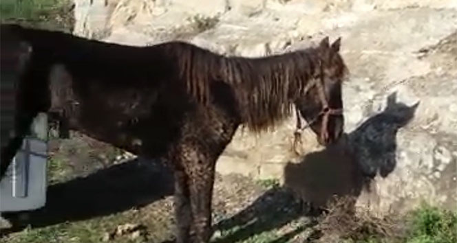 Büyükada’da RUAM’lı at paniği
